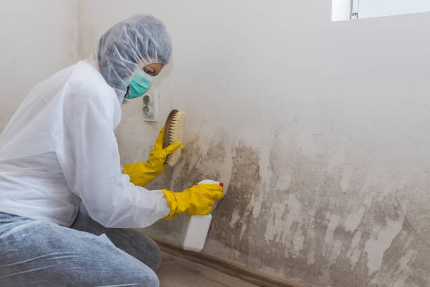 Best Attic Mold Remediation in USA